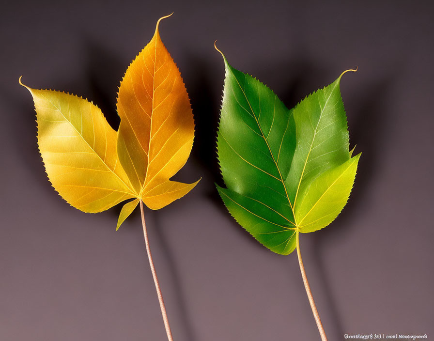 Vibrant yellow and green leaves on dark backdrop showcase color contrast.