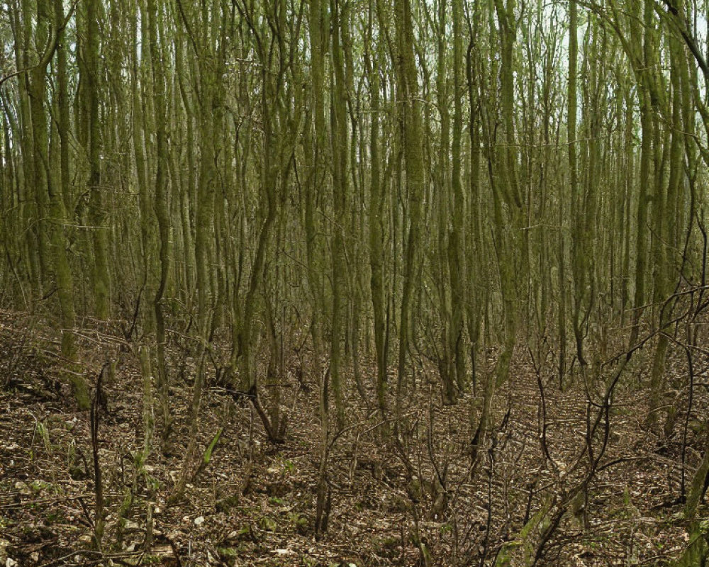 Bare Deciduous Trees in Dense Forest with Moss-covered Trunks