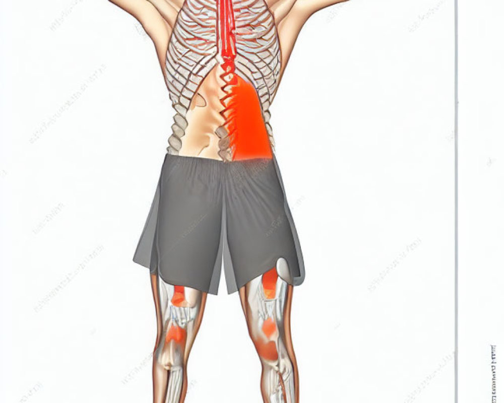 Detailed Anatomical Illustration of Upper Body Muscles and Skeleton Highlighted in Red