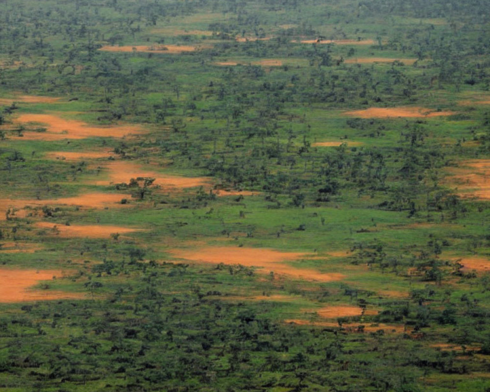 Scattered trees and shrubs in savanna landscape.