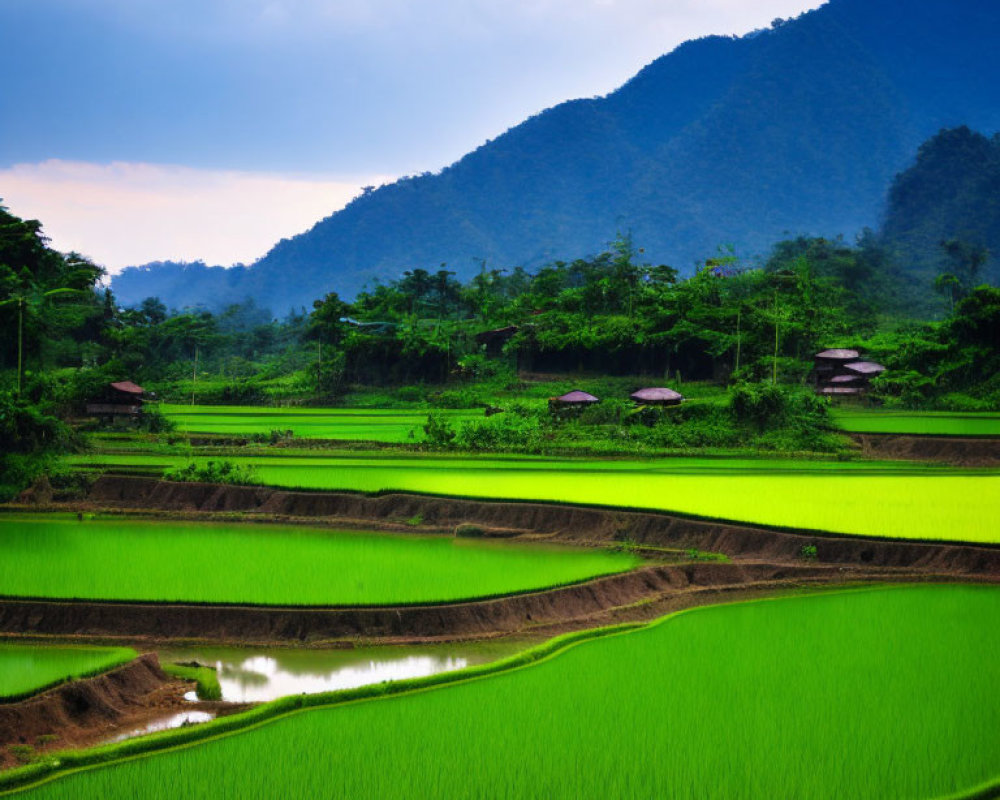 Scenic terraced rice fields with misty mountains and small huts