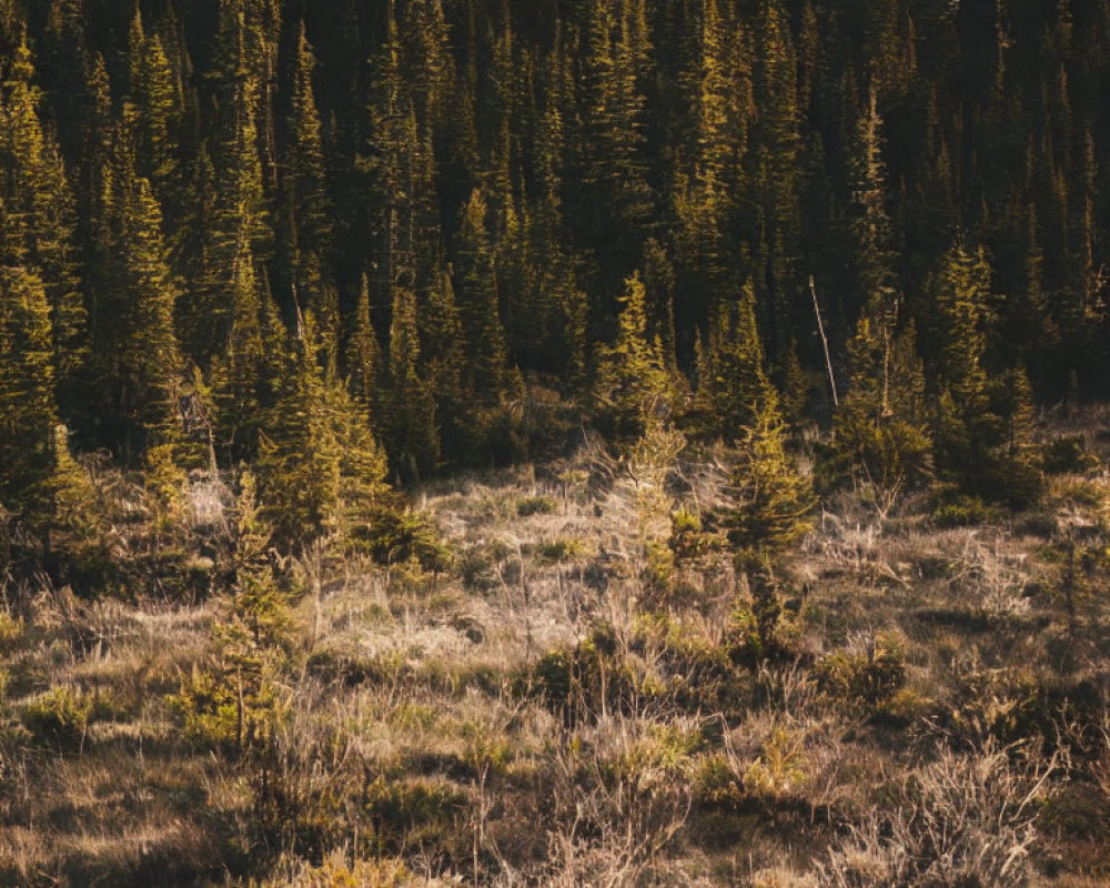 Sunlight Filtering Through Dense Forest, Serene Wilderness Scene