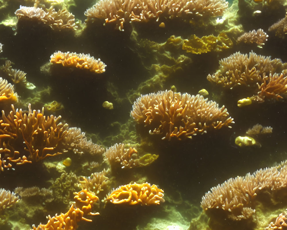 Colorful Coral Formations in Sunlit Underwater Scene