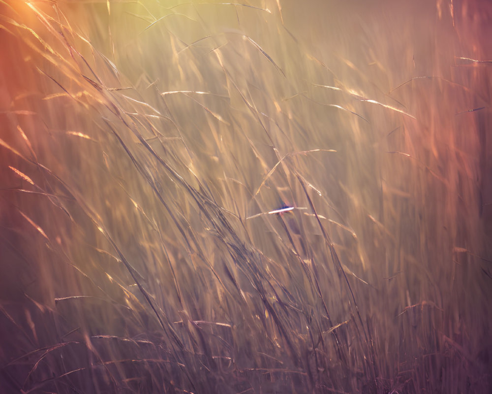 Sunlit Field of Tall Wild Grasses in Warm Hazy Atmosphere