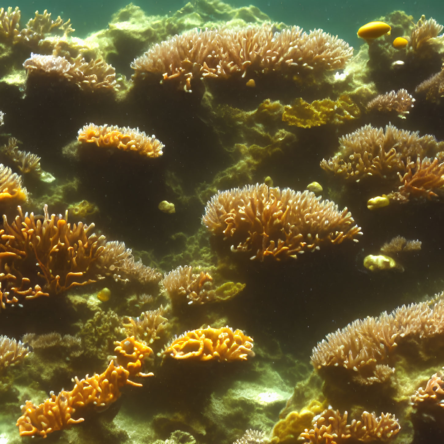 Colorful Coral Formations in Sunlit Underwater Scene