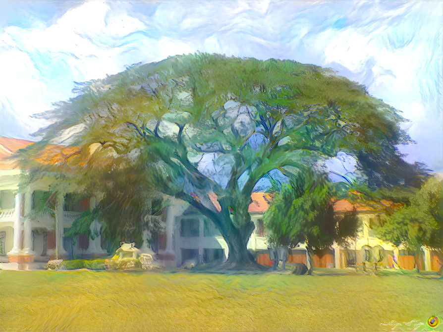 Big Tree @ Big School East Wing MCKK