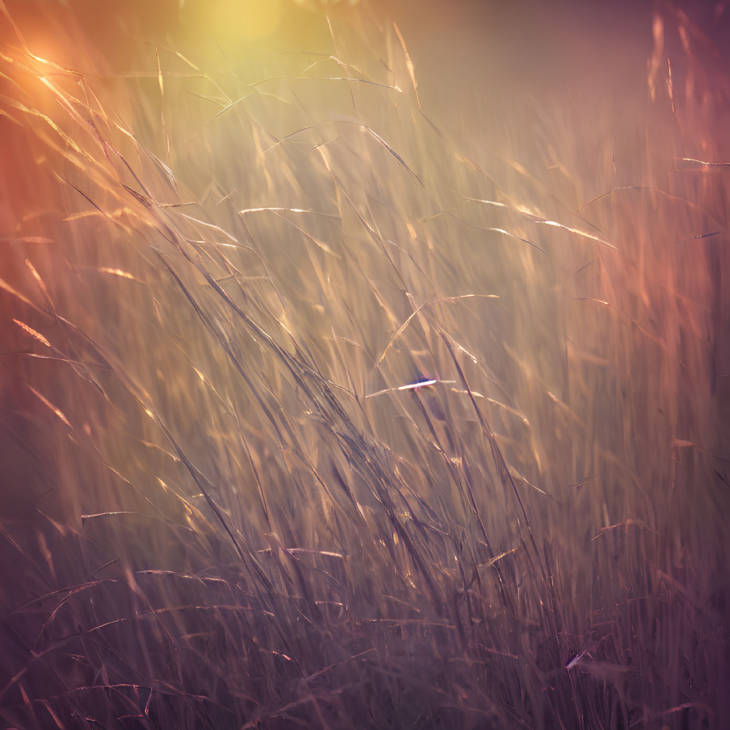 Sunlit Field of Tall Wild Grasses in Warm Hazy Atmosphere