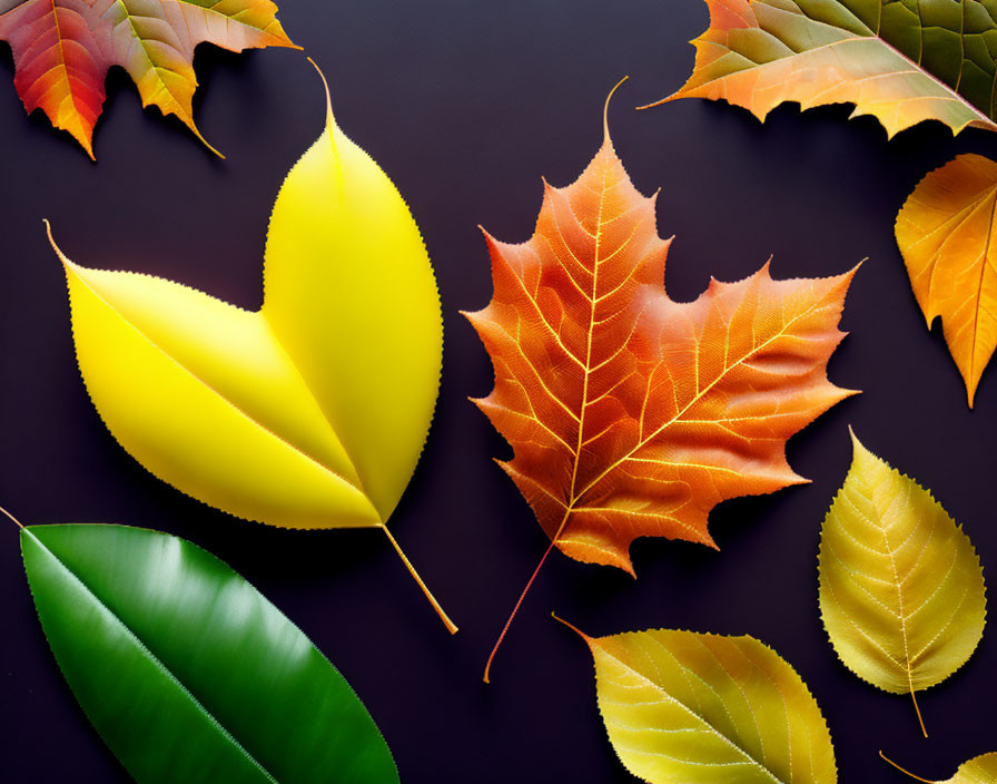 Assorted vibrant leaves on dark background