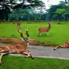 Spotted deer in whimsical forest with tree-shaped topiary