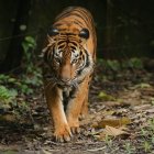 Detailed Tiger and Cubs Illustration in Lush Jungle