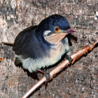 Colorful bird with black, white, blue, and orange-brown plumage on branch against textured