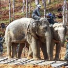 Two elephants with riders in a forest, observed by onlookers and personnel