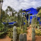 Lush Garden with Cacti, Palms, Green Plants, and Blue Building