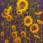 Sunflowers in bloom on textured purple background