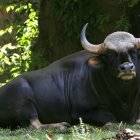 Monochrome buffalo head in intricate jungle foliage illustration