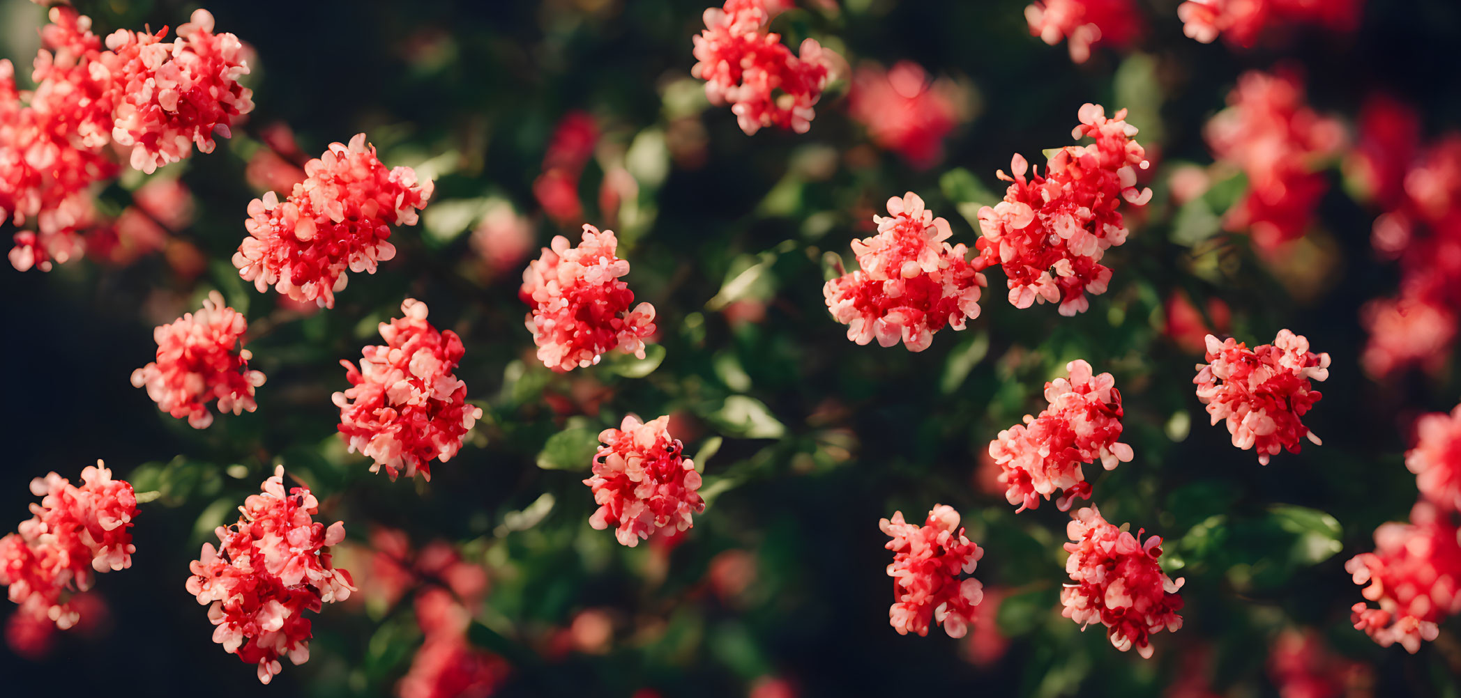 Red Flowers and Green Leaves in Sunlight on Dark Background