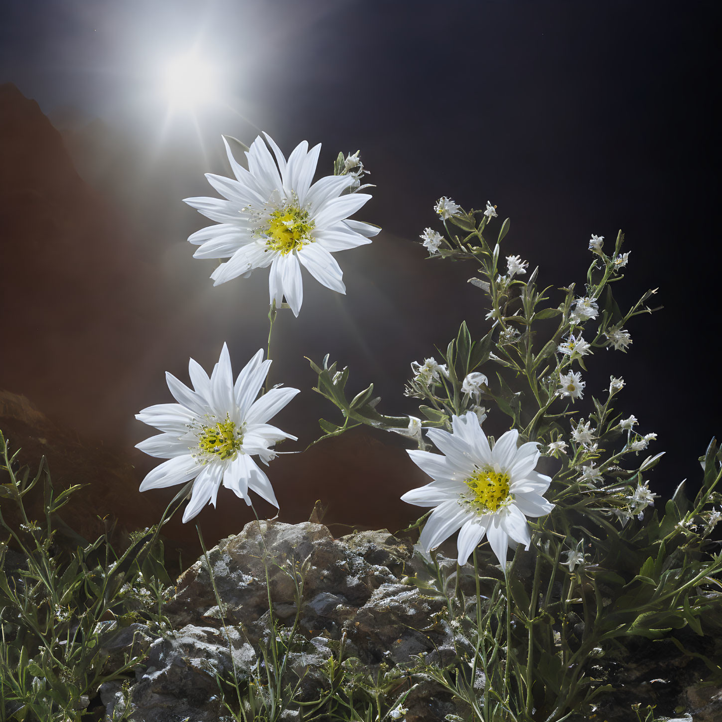 White Flowers with Yellow Centers in Sunlight on Dark Background