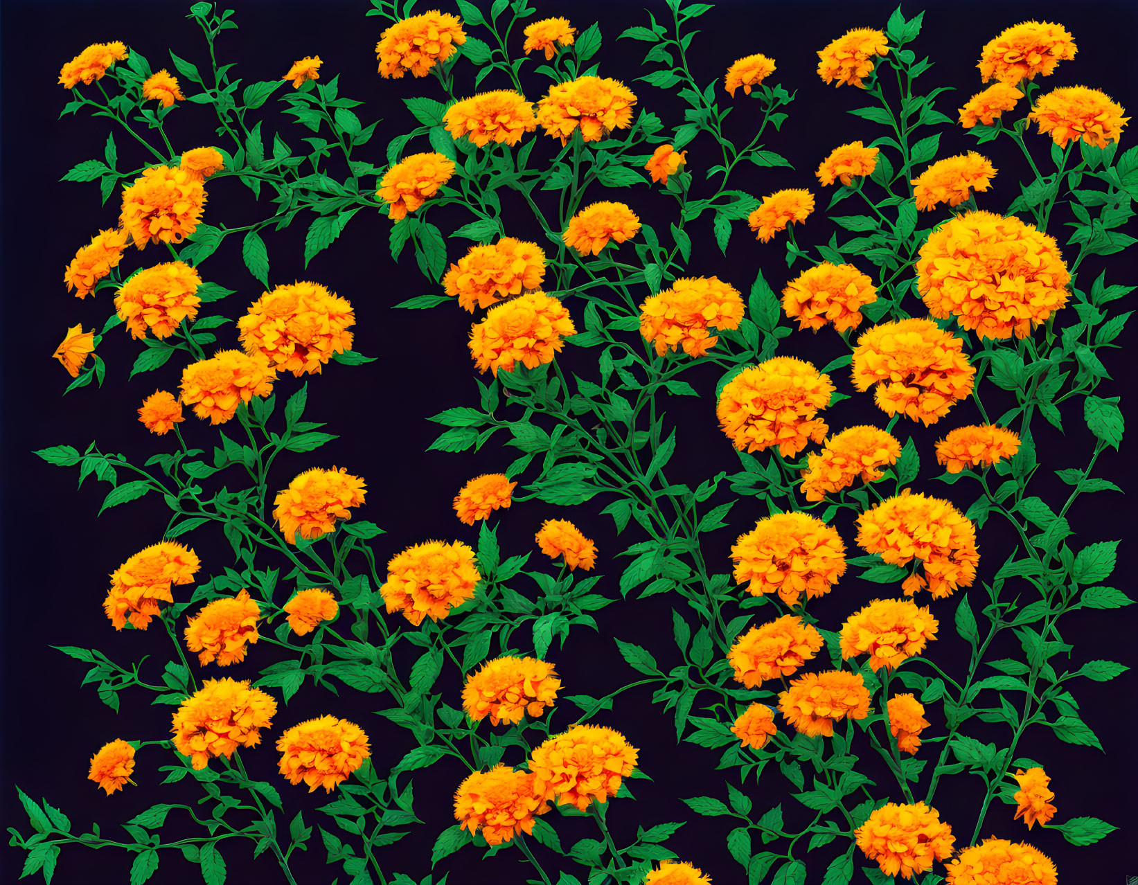 Bright orange marigolds and green leaves on dark background in scattered floral design