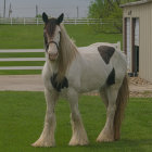 White horse with rainbow mane in green meadow with purple flowers