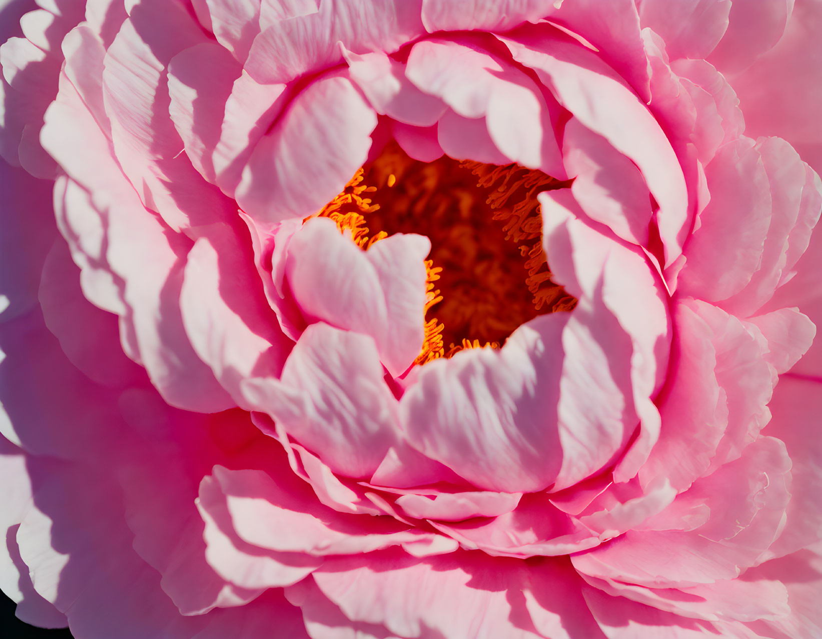 Detailed Close-up of Vibrant Pink Peony