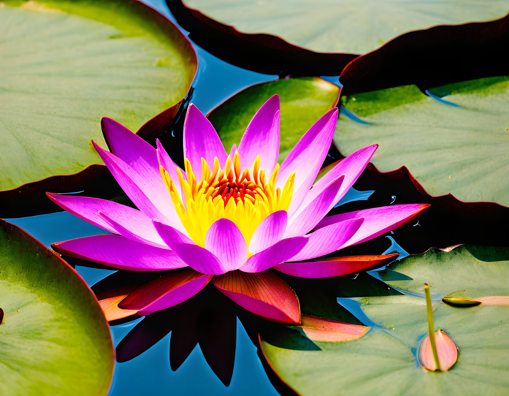 Pink Water Lily Blooming Among Green Lily Pads on Blue Water