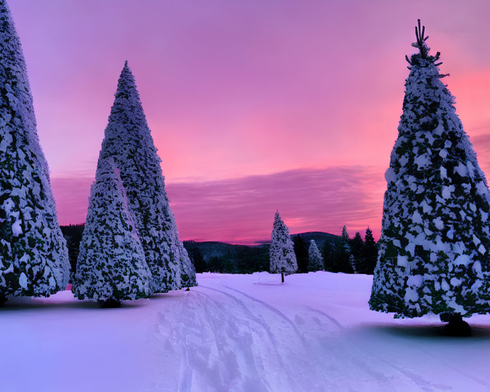 Winter scene: snow-covered trees against pink and purple dusk sky