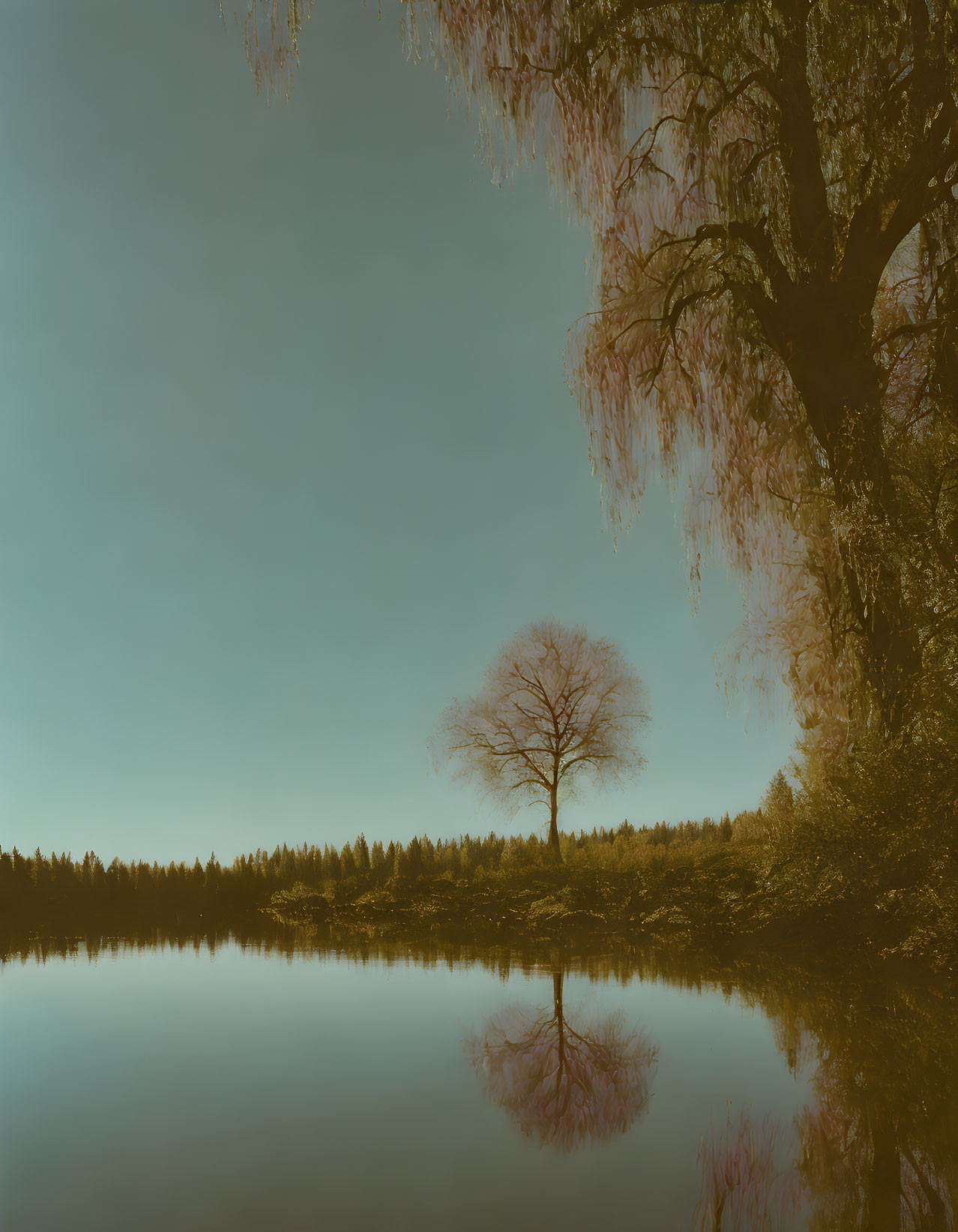 Solitary tree reflected in calm lake with overhanging willow branches