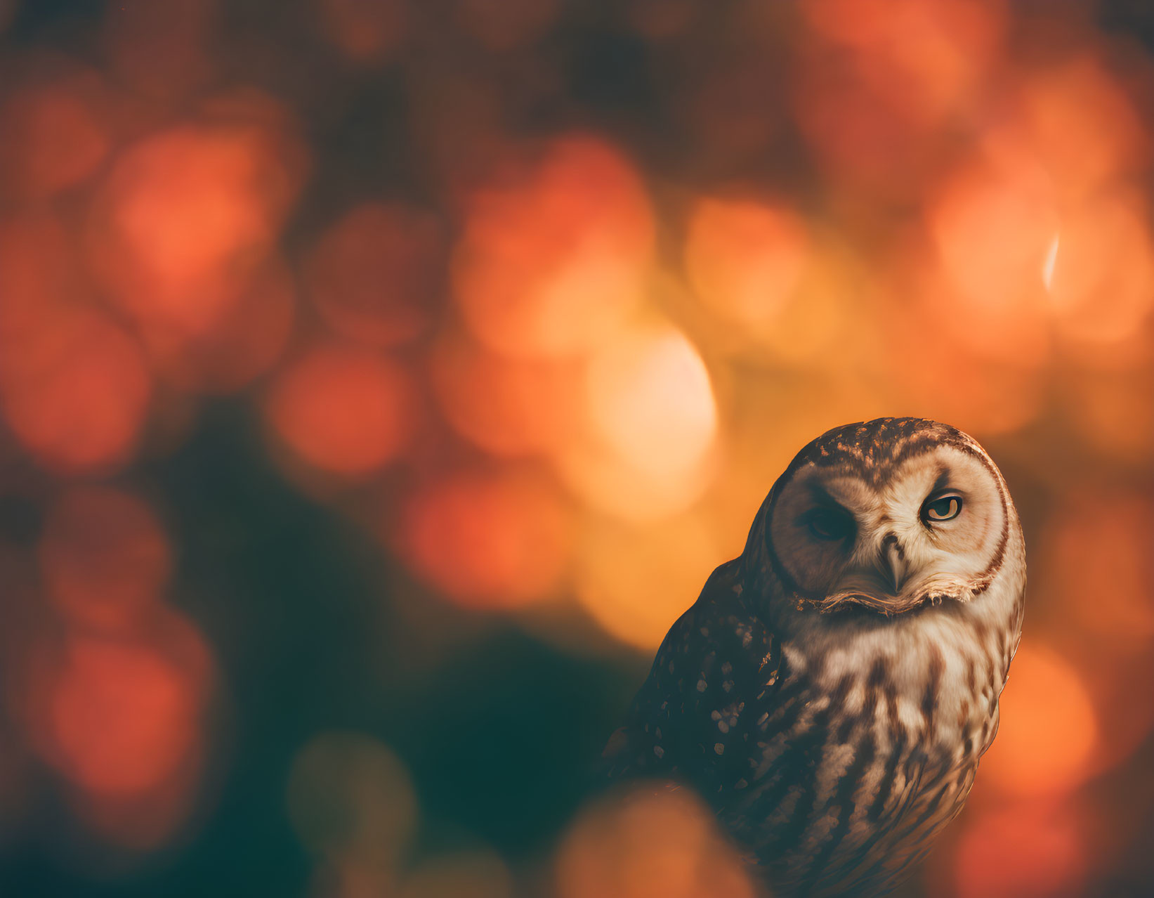 Calm owl perched in warm bokeh light