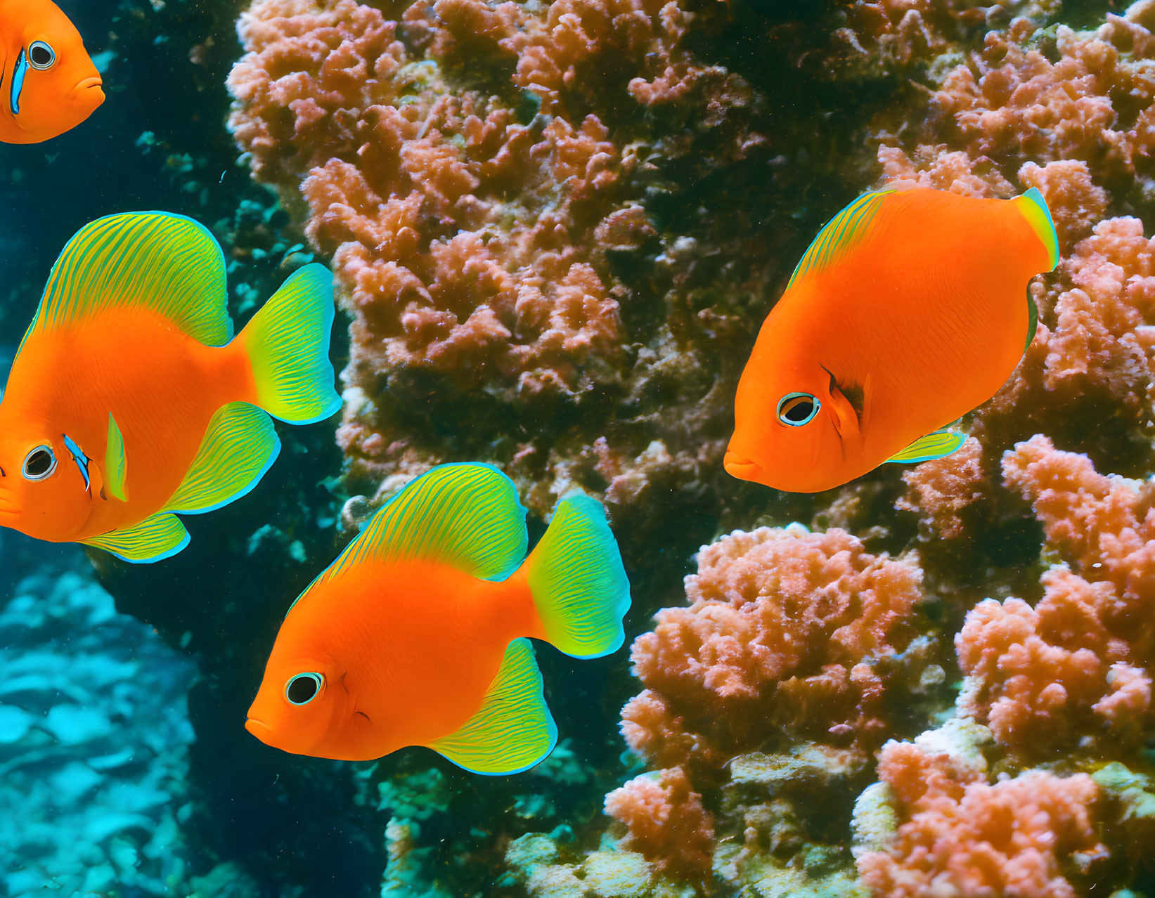 Vibrant orange fish with yellow stripes near coral in clear blue water