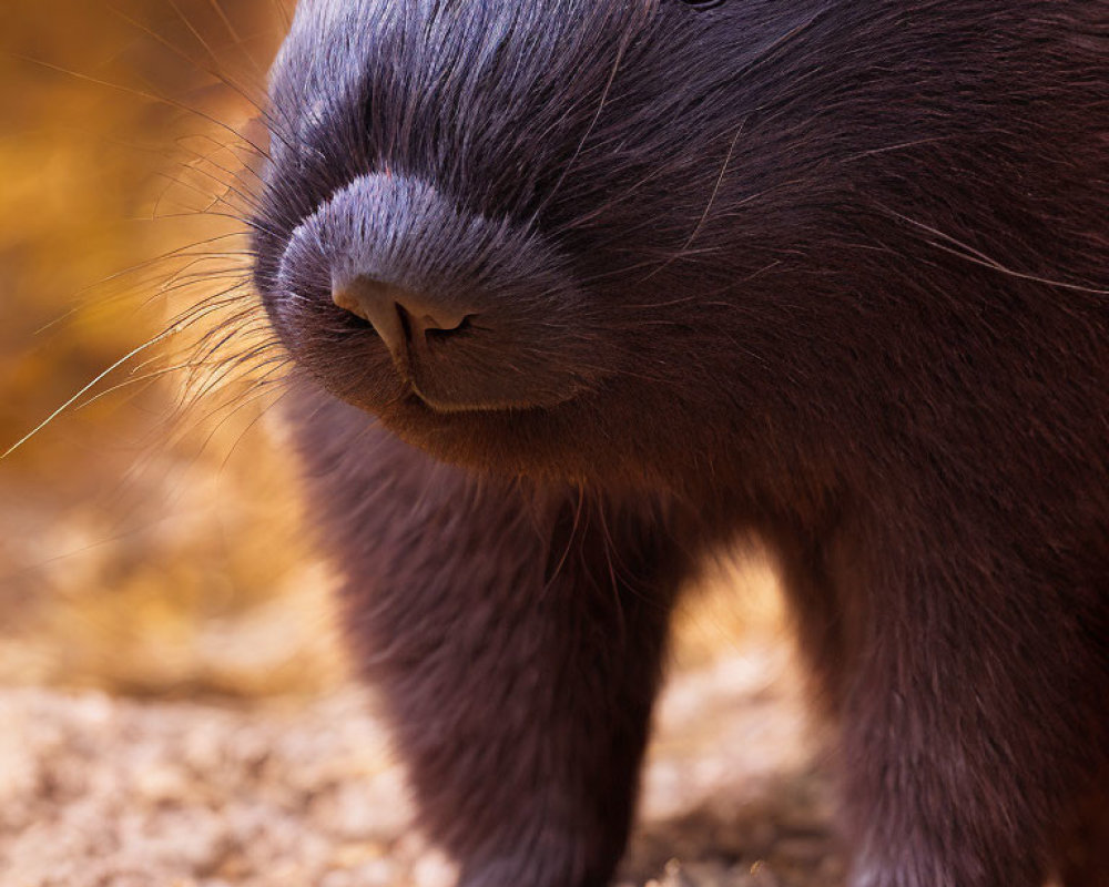 Detailed view of capybara head with dark eyes and whiskers on textured fur against amber background