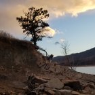 Fantastical landscape with twisted trees and strange creatures