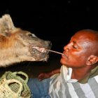 Man and hyena in intense close-up encounter with open mouth and bared teeth