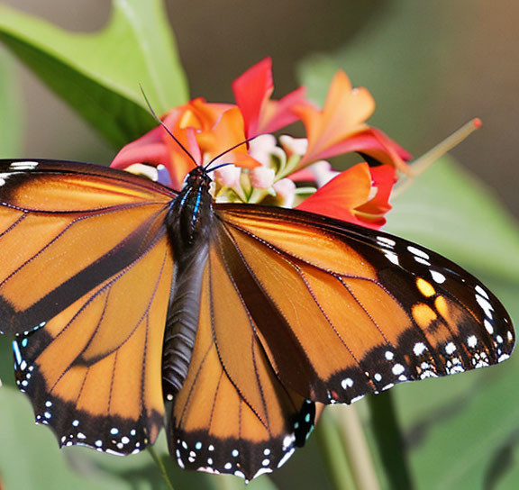 Colorful Monarch Butterfly on Red Flower in Nature