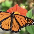 Colorful Monarch Butterfly on Red Flower in Nature