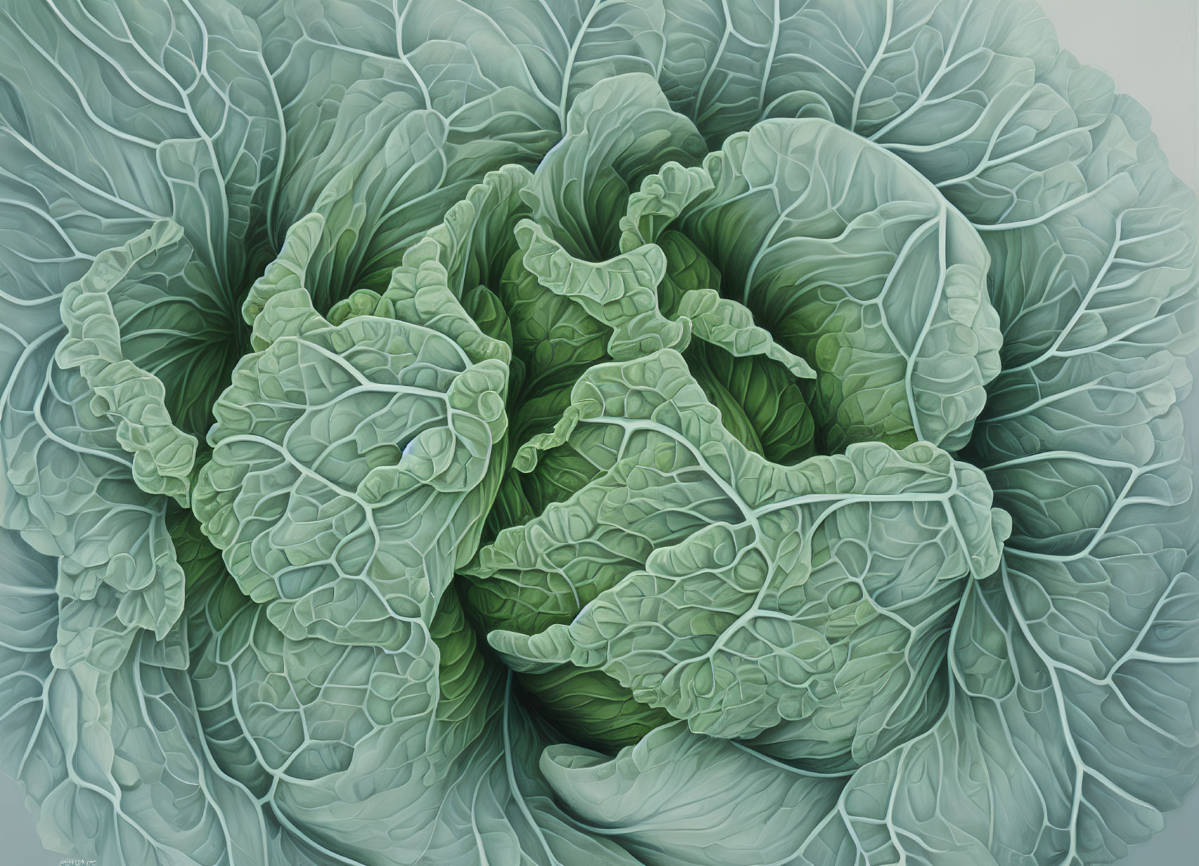 Detailed Illustration of Lush Green Cabbage Leaves