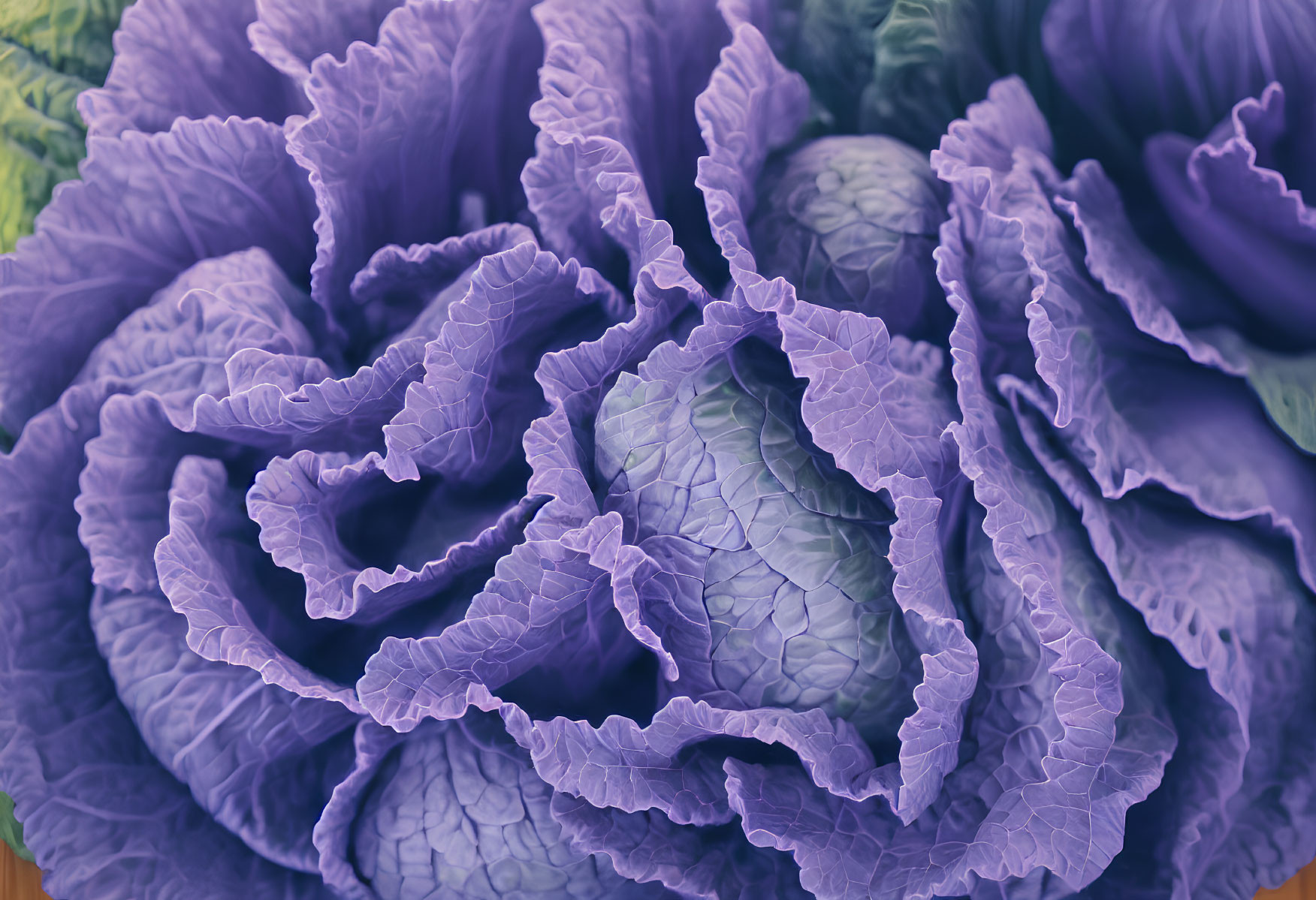 Purple ornamental cabbage with ruffled edges and leaf texture on soft-focus background