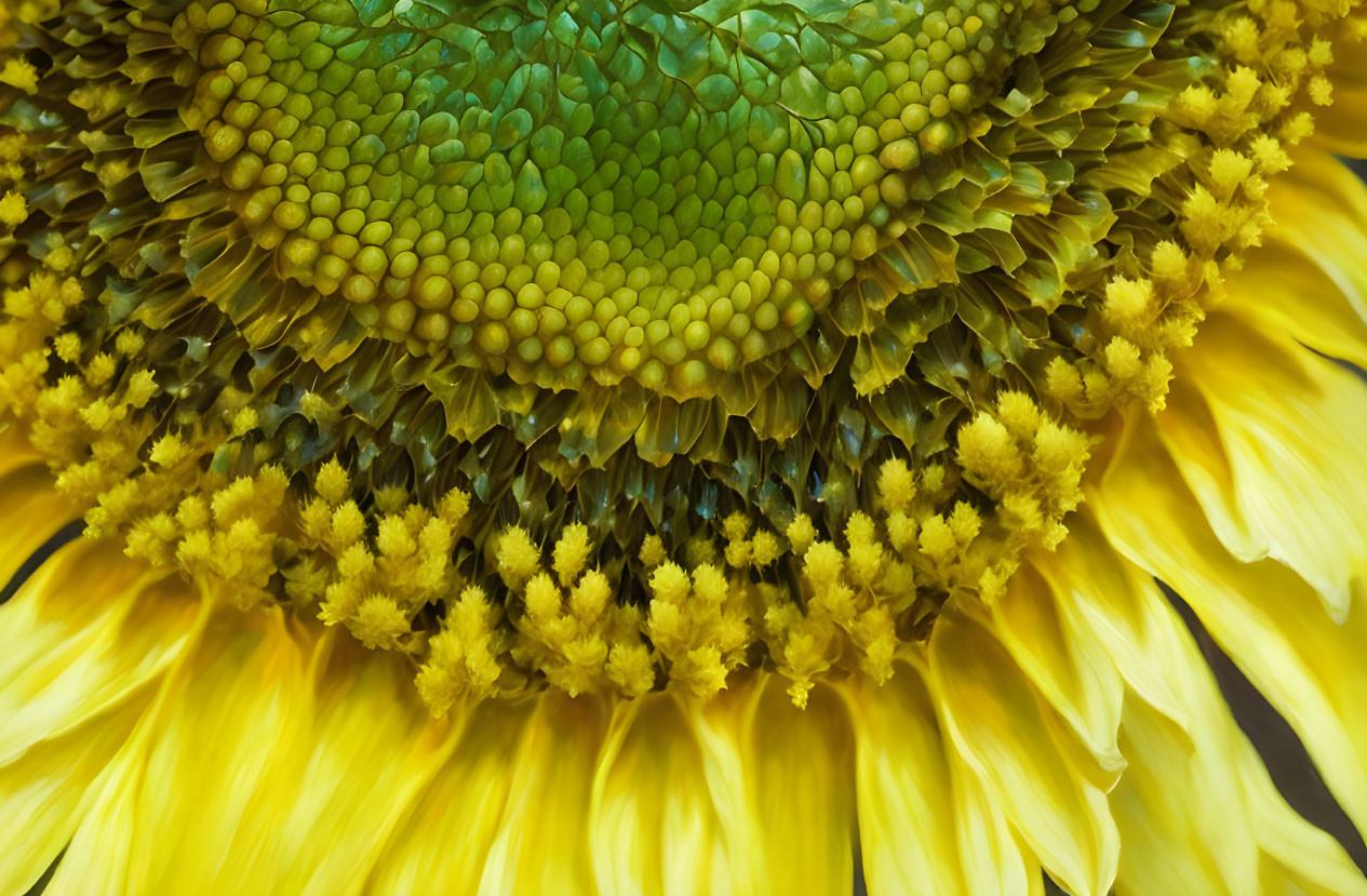 Detailed view of sunflower head with yellow petals and textured center