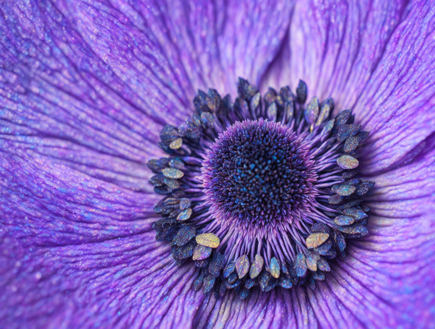 Detailed purple anemone flower with dark blue center.