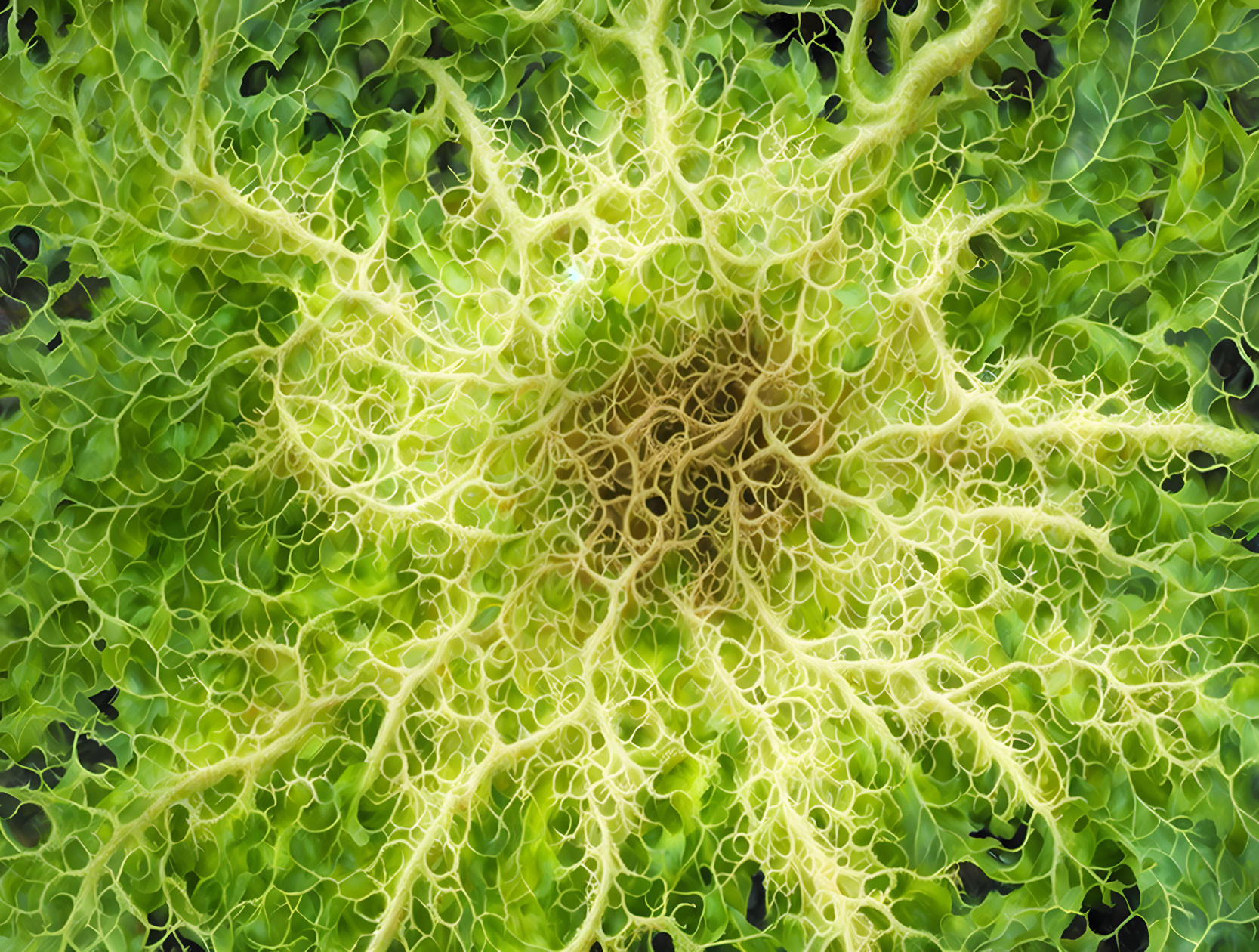 Intricate fractal pattern on green leafy background