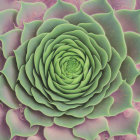 Intricate Swirling Pattern Resembling Succulent Plant