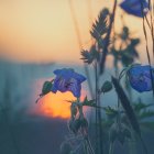 Two Blue Roses Among Green Foliage in Soft-focus Sunset Scene