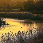 Tranquil river at dusk with golden tones and boat