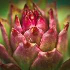 Detailed Close-Up of Stylized Flower with Intricate Patterns