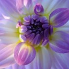 Colorful digital flower painting with purple center and pink/blue gradient petals.