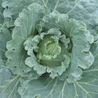 Detailed Illustration of Lush Green Cabbage Leaves