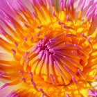 Vibrant Dahlia Flower with Purple, Pink, and Orange Gradient Petals