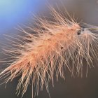 Dew-speckled pampas grass plume in warm sunlight