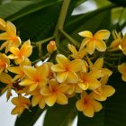 Digital art: Yellow flowers, green leaves, spider web in foliage