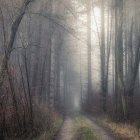 Serene forest path with sunlight, mist, wildflowers, and trees