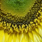 Detailed view of sunflower head with yellow petals and textured center